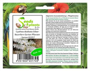 10x Cyathea dealbata Silber-Baumfarn Garten Pflanzen - Samen B1057