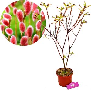 Salix gracilistyla 'Mount Aso'®, Weide mit rosafarbenen Kätzchen - Höhe +40cm - 2L Topf