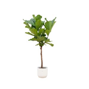 Trendyplants - Ficus Lyrata Stamm inklusive elho Vibes Fold Round weiß - 160 cm - Ø30cm