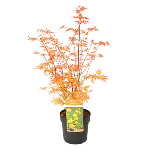 Plant in a Box - Acer palmatum 'Katsura' - Japanischer Ahorn - Winterhart - Gartenpflanze - Topf 19cm - Höhe 60-70cm