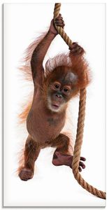 ARTland Glasbild Baby Orang Utan hängt am Seil I Größe: 30x60 cm