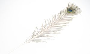 Pfauenfeder in Natur, 1 Stück, Größe ca. 75-90cm | Deko-Feder