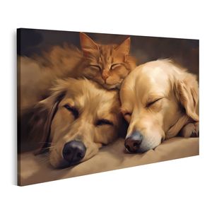 Hund Katze schlafen zusammen Haustiere Bilder