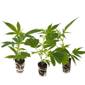 3x Stecklinge Cannabis Strawberry Guava