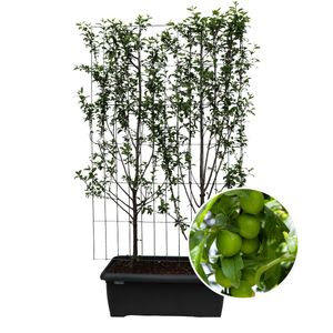 Prunus Domestica 'Duo-Pruim' - Pruimenboom - Kant-En-Klaar Haag - 120 X 120 X 180 Cm