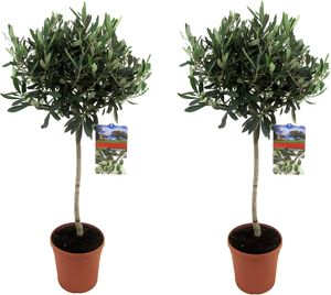 Angebot 2 Stück Olivenbaum ca. 70-90 cm Sonderposten  - Olea Europea Stämmchen Formgehölz