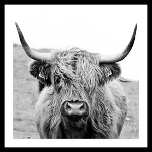 Gerahmtes Bild DANJA, 35x35 cm, 'Cow', Rahmen: schwarz
