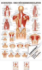 Schulter- und Rückenmuskulatur Poster Anatomie 70x50 cm medizinische Lehrmittel