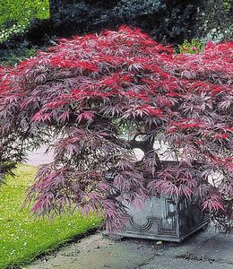BALDUR-Garten Japanischer Ahorn 'Burgund', 1 Pflanze, Ahornbaum rote Blätter winterhart, sehr pflegeleicht, Acer palmatum atropurpureum, Fächerahorn-Rarität