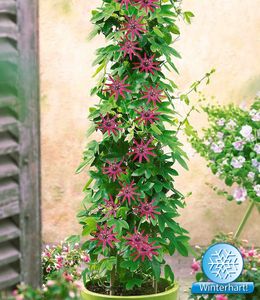 BALDUR-Garten Winterharte Passionsblumen 'Ladybirds Dream', 1 Pflanze, Passiflora Hybride, schmetterlingsfreundlich,winterhart bis ca. -10° C, mehrjährig, blühend