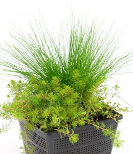 BALDUR-Garten Sauerstoff-Teichpflanzen im Korb, 1 Set Wasserpflanzen für den Gartenteich