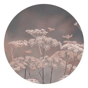 Runde Tapete selbstklebend - Wilde Doldenblüten, Größe HxB:225 × 225 cm, Material:Selbstklebend