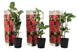Plant in a Box - Camelie Japonica Rot - 3er Set - Kamelie pflanzen Winterhart - Immergrün - Gartenpflanzen - Topf 9cm - Höhe 25-40cm