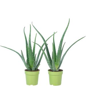 2er-Set Echte Aloe - pflegeleichte Zimmerpflanze, Aloe vera - Höhe ca. 40 cm, Topf-Ø 12 cm