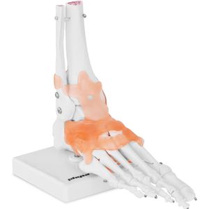 physa Fußskelett Modell - mit Bändern und Gelenken
