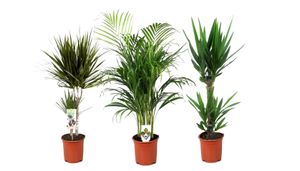 Plant in a Box - Zimmerpflanzen XL - 3er Mix - Palme - Areca, Dracaena, Yucca - Grüne Zimmerpflanzen - Topf 17cm - Höhe 70-90cm
