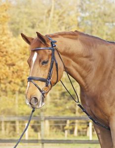Busse Chambon Basic Hilfszügel
