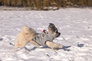 Beeztees Hundepullover Celia versch. Größen, Farbe:hellgrau, Größe:40 cm