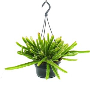 Zimmerpflanze zum Hängen - Hylocereus undatus - Drachenfrucht - Pitahaya - 14cm Ampel - Schlangenkaktus