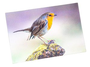 3 D Ansichtskarte Rotkehlchen, Postkarte Wackelkarte Hologrammkarte Tiere Tier Vogel Gartenvogel