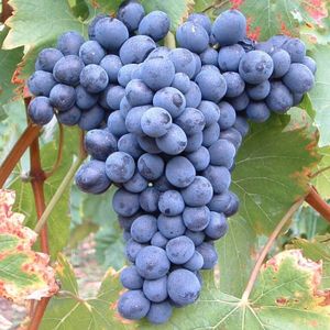 Solara blaue Weintraube pilzfest robust sehr frosthart Tafeltraube Herbstfärbung 60-100 cm im Topf