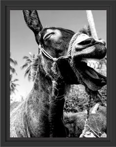 Lustiger lachender Esel unter Palmen, Monochrome im Schattenfugen Bilderrahmen / Format: 38x30 im Schattenfugen-Bilderrahmen / Kunstdruck auf hochwertigem Galeriekarton / hochwertige Leinwandbild Alternative