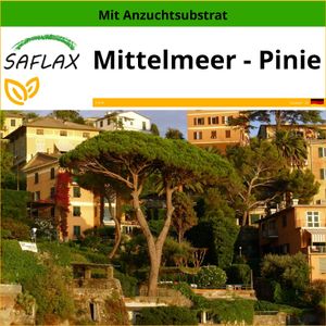 SAFLAX - Mittelmeer - Pinie - Pinus pinea - 6 Samen - Mit keimfreiem Anzuchtsubstrat