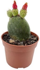 Fangblatt - Opuntia inamoena - exotischer Gliederkaktus im Ø 9 cm Topf - exotischer Kaktus - pflegeleichte Zimmerpflanze