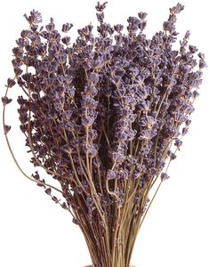 Bund Lavendel getrocknet 200-250 Stängel Lavendelblüten aus der Provence Lavendelbund Trockenblumen für Boho Deko oder Deko Badezimmer
