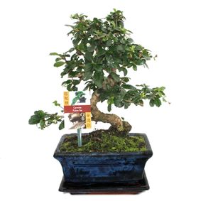 Bonsai Fukientee - Carmona microphylla - ok. 8 lat