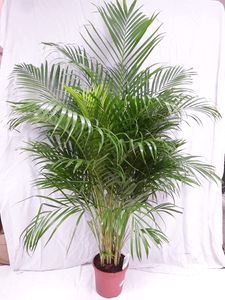 [Palmenlager] XXL Goldfruchtpalme 170 cm - Areca Palme // Zimmerpflanze Zimmerpalme