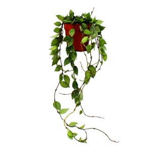 Zimmerpflanze hängend - Hoya krohniana Eskimo - Porzellanblume - Wachsblume - 12cm Topf