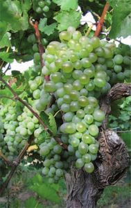 Vitis vinifera Weinrebe Dea | Weintraube Tafeltraube | spätreife & pilztolerant
