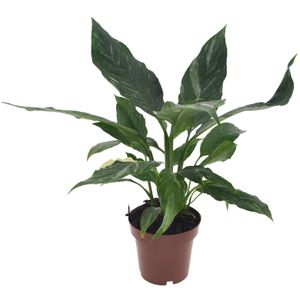 Plant in a Box - Spathiphyllum Diamond - Einblatt - Luftreinigende Zimmerpflanze - Schöne weiße Variation in den Blättern - Topf 12cm - Höhe 40-50cm