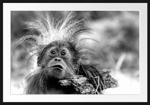 Lustiger Baby Orang-Utan mit Rinde, MonochromeBilderrahmen mit Galerie-Passepartout / Format: 100x70cm / gerahmt / hochwertige Leinwandbild Alternative