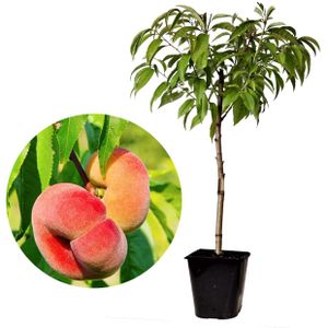 Rostlina v truhlíku - Prunus Persica 'Saturne' - Broskvoň - Ovocný strom - Odolný strom - Rostlina v kontejneru - Zahradní rostlina - Květináč 15 cm - Výška 60-70 cm