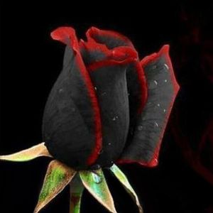 50Pcs/Pack Seltene Schwarze Rose mit rotem Rand Samen Haus Garten Pflanze Blume Saatgut