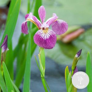 Iris \'Versicolor\' – Wilde Schwertlilie – Teichpflanze – Winterhart – ⌀9 cm - ↕20-30 cm