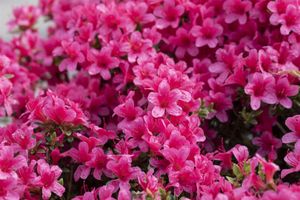 Japanische Azalee 'Michiko' Rhododendron obt.'Michiko' C 2 15-  20