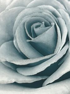 Tapete Madison Rose Glitter Blüten aqua grau