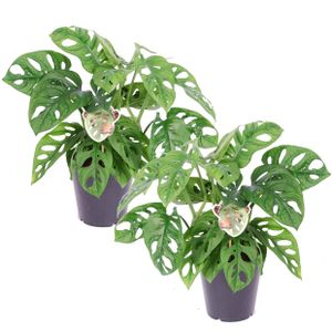 Plant in a Box - Monstera 'Affenmaske' - 2er Set - Fensterblatt - Grüne Zimmerpflanzen - Topf 12cm - Höhe 25-30cm