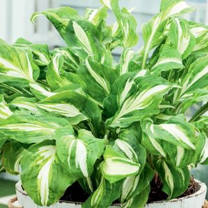 Hosta Funkia Mediovariegata 1 ks. Hosta Funkie odrezky