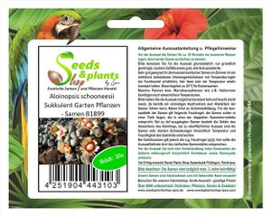 10x Aloinopsis schooneesii Sukkulent Garten Pflanzen - Samen B1899