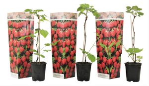 Plant in a Box - Rubus ideaus 'Herbstglück' - Himbeere - Obstpflanzen - Himbeerpflanze - Winterhart - 3er Set - Topf 9cm - Höhe 25-40cm