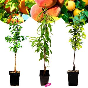 Set mit 3 exotischen Obstbäumen – 1 Aprikose, 1 Pfirsich, 1 Khaki – Höhe 100 cm – 5-Liter-Topf