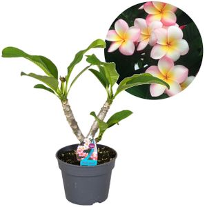 Plant in a Box - Plumeria Hawaiian - Frangipani - Topf 17cm - Höhe 45-55cm - Blühende Zimmerpflanze - Tropische Pflanze