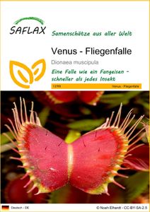SAFLAX - Venus - Fliegenfalle - 10 Samen - Dionaea muscipula