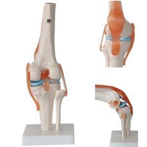 1 STÜCK Kniegelenkmodell Menschliches Skelett lebensgroße Anatomiestudie Display Lehre Medizin