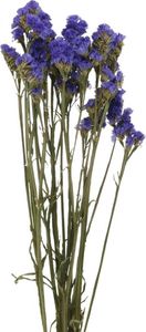 Strandflieder Trockenblumen Blau 46-57cm Deko Bund