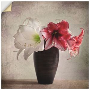 ARTland Wandbild, selbstklebend Amaryllis Vintage I Größe: 70x70 cm